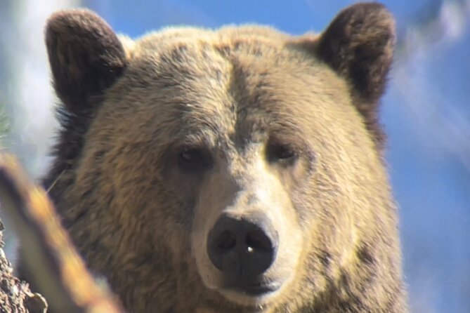 Private Yellowstone Tour: ICONIC Sites, Wildlife, Family Friendly Hikes + Lunch - Scenic Hikes and Iconic Destinations