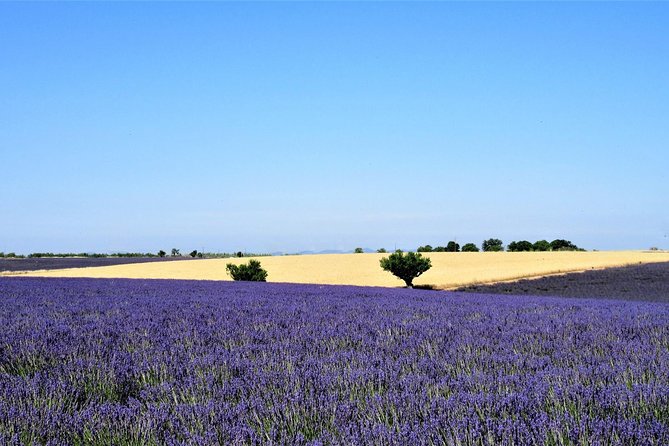 Provence Lavender Fields Tour From Aix-En-Provence - Optimizing Your Lavender Tour Experience