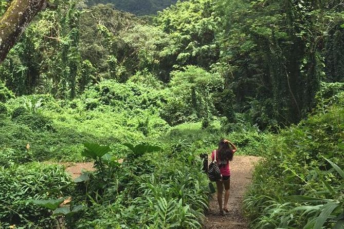 Rainforest Waterfall Trail and Shuttle Service - Local Insights and Points of Interest