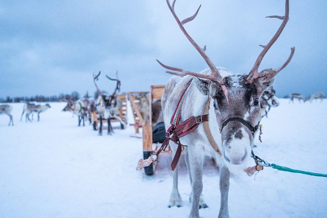 Reindeer Sledding Experience and Sami Culture Tour From Tromso - Highlights of the Tour