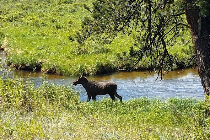 Rocky Mountain National Park in Summer Tour From Denver - Wildlife Viewing Opportunities