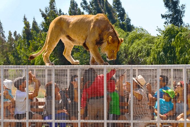 Safari Park, Wild Experience - Jurassic Safari