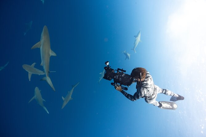 Safe and Educational Shark Dive From Haleiwa: Sharks Guaranteed - Feedback and Reviews From Travelers