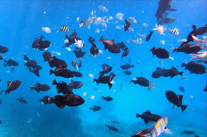 Sail and Turtle Snorkeling Tour in Waikiki - Tips for Preparing