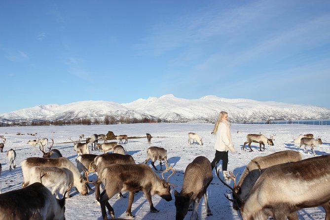 Sami Culture and Short Reindeer Sledding From Tromso - Preparation and Logistics