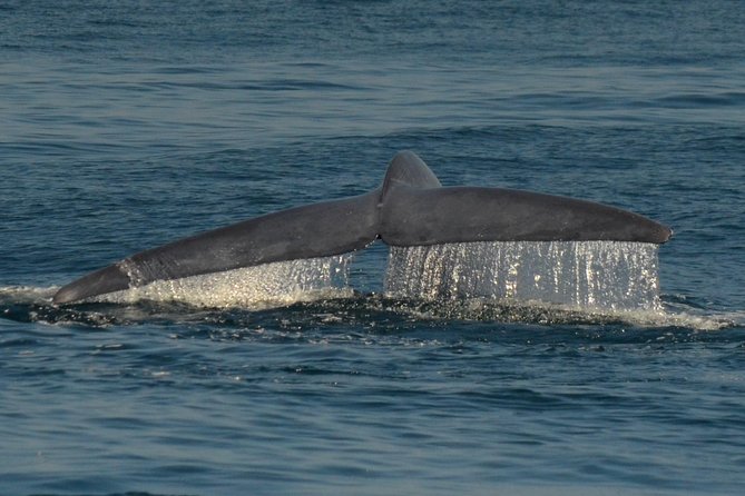 San Diego Whale Watching Tour - Safety Considerations