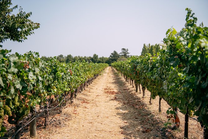 San Francisco Super Saver: Muir Woods & Wine Country W/ Optional Gourmet Lunch - The Tour Experience