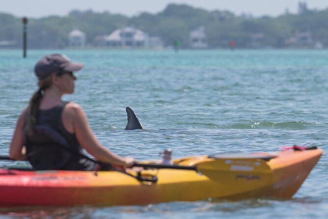 Sarasota Mangrove Tunnel Guided Kayak Adventure - Encountering Sarasota Bays Wildlife
