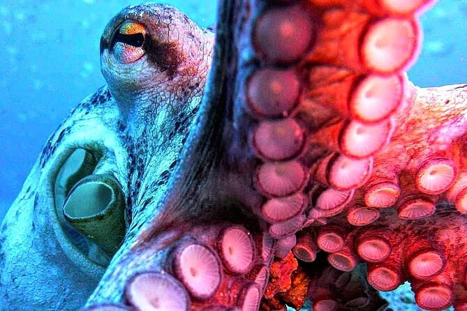Scuba Diving Experience in Madeira - Noteworthy Experiences Shared by Travelers