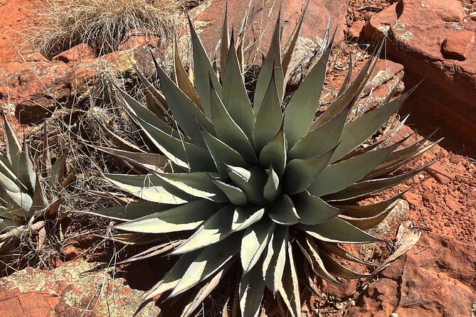 Sedona Magical Sightseeing Highlight Tour- 5 Stars - Family-Friendly Adventure