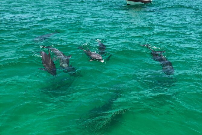 Shell Island Snorkel and Dolphin Catamaran Cruise With Island Time - Dolphin Watching Opportunities