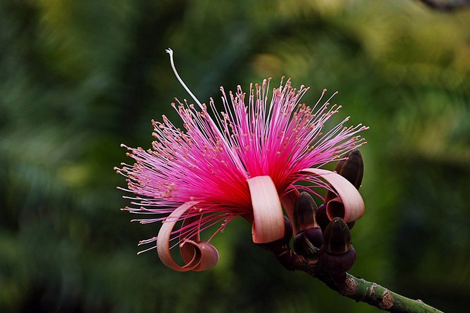 Skip the Line: Flamingo Gardens Admission Ticket in Fort Lauderdale - Feeding the Flamingos and Other Birds