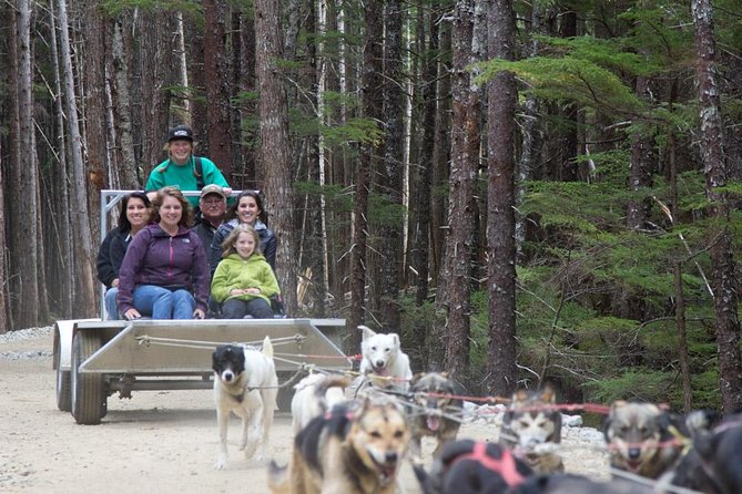 Sled Dog Adventure in Skagway - Preparing for the Adventure
