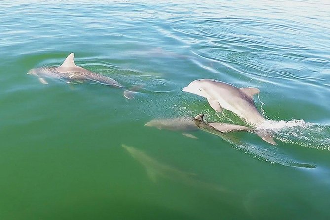 Small Group 2 Hour Dolphin Cruise With Snorkeling to Shell Key - Wildlife Spotting Opportunities