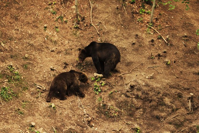 Small-Group Brown Bear-Watching Experience From Brasov - Encountering Other Wildlife in the Forest