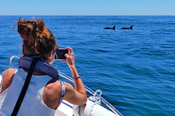 Small Group Dolphin and Wildlife Watching Tour in Faro - What to Expect on the Cruise