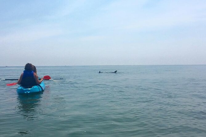 Small Group Dolphin Kayak Eco-Tour - What to Expect