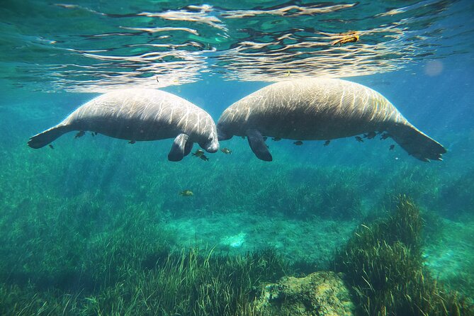 Small Group Manatee Snorkel Tour With In-Water Guide and Photographer - Safety and Environmental Considerations