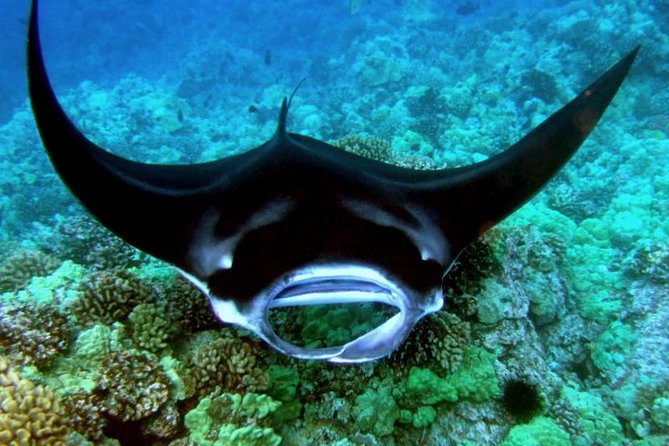 Small-Group Manta Ray Moonlight Snorkel From Kona - Meeting Point and Directions