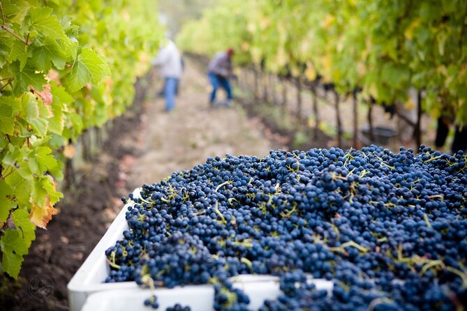 Small-Group Muir Woods With Napa & Sonoma Wine Tour - Wine Tasting Experiences