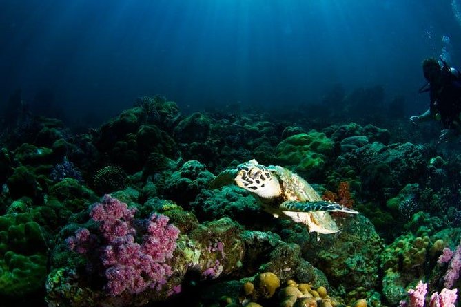 Small Group Snorkeling Expedition South Kona - Encountering Marine Life