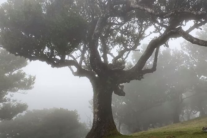Small Group West Tour Waterfalls & Fanal Forest Tour - Discovering the Natural Wonders of Porto Moniz
