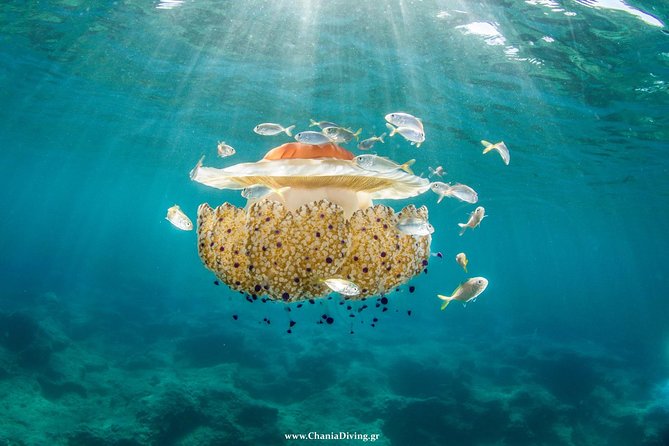 Snorkeling and Boat Trip in Crete With Free Certification! - Customer Feedback and Ratings