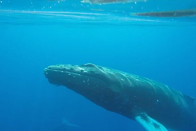 South Shore Turtle Kayak and Snorkel Experience - Personalized Attention and Instruction