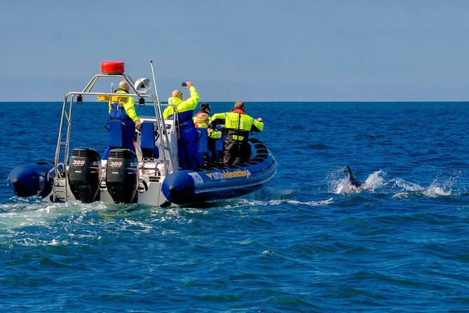 Speedboat Whale Watching Small-Group Tour in Reykjavik - Weather Policy and Cancellations