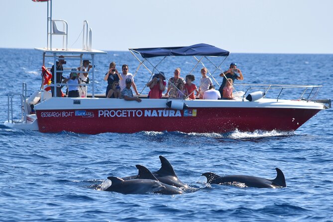 Summer Tour: Dolphin Watching and Guided Snorkeling - Marine Life and Conservation
