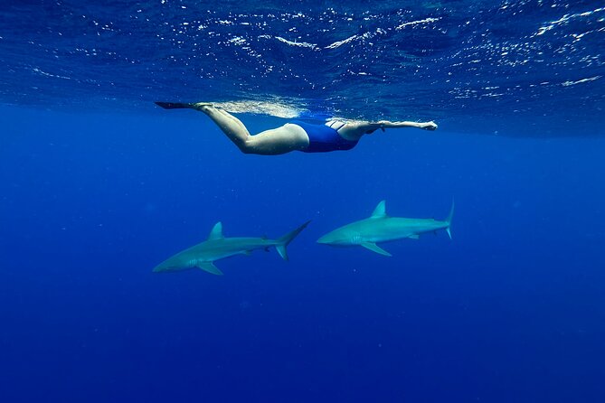 Swim With Sharks Cage-Free From Oahu - Preparing for Your Shark Encounter