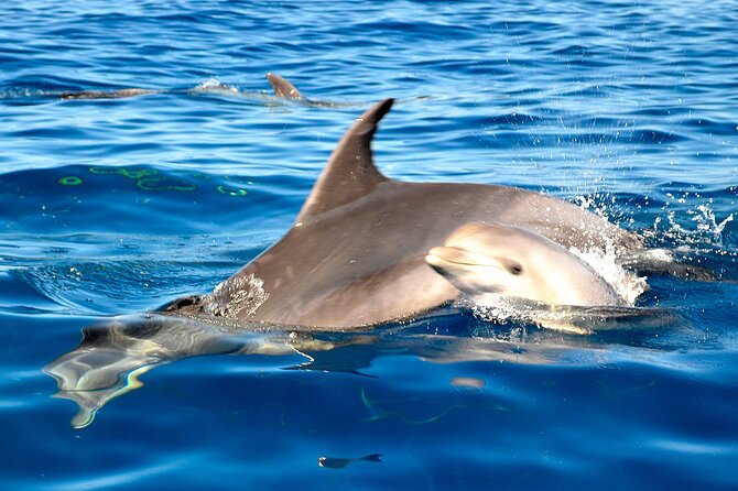 Tenerife 3-Hour Discover Whales and Dolphins - Positive Guest Experiences