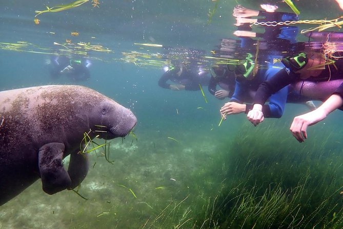The OG Manatee Snorkel Tour With In-Water Guide/Photographer - Traveler Reviews and Feedback