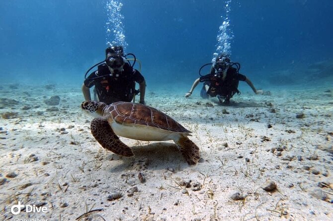 Try a Scuba Diving Experience - Exceptional Customer Reviews and Feedback