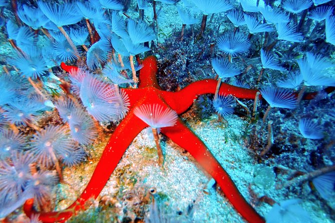 Try Scuba Diving | 2 Dives - The Second Dive: Venturing Into the Depths