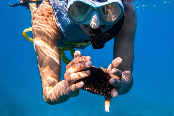 Turtle Canyon Snorkel: Semi Private Boat Tour - What to Expect During the Tour