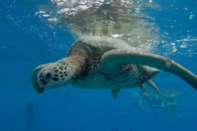 Turtle Snorkeling Boat Tour and Adventure in Waikiki - Preparing for Your Snorkeling Adventure