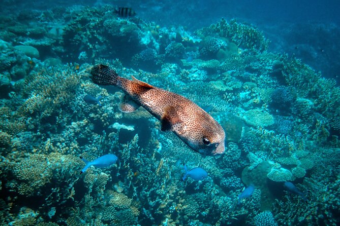 Turtle Town Snorkel With Photo and Video - Capturing Memories With Photos and Videos