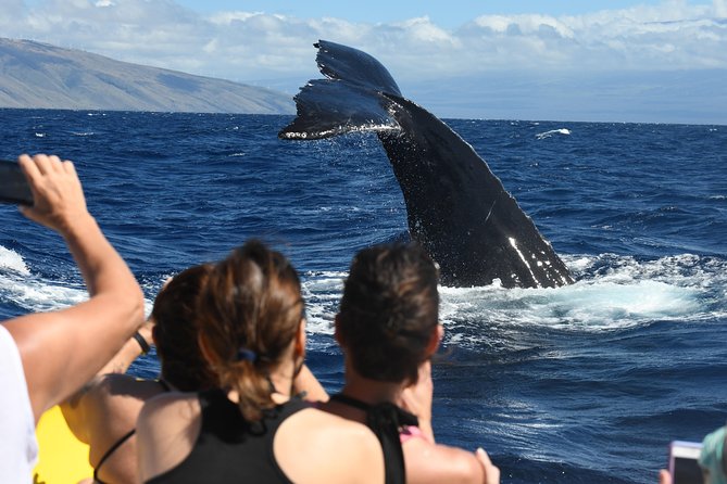 Ultimate Whale Watch, 2 Hour (Lahaina) Raft Style - About the Raft-Style Experience