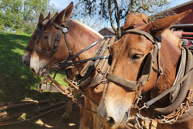 Unique Amish Immersion in Lancaster - Logistics and Accessibility