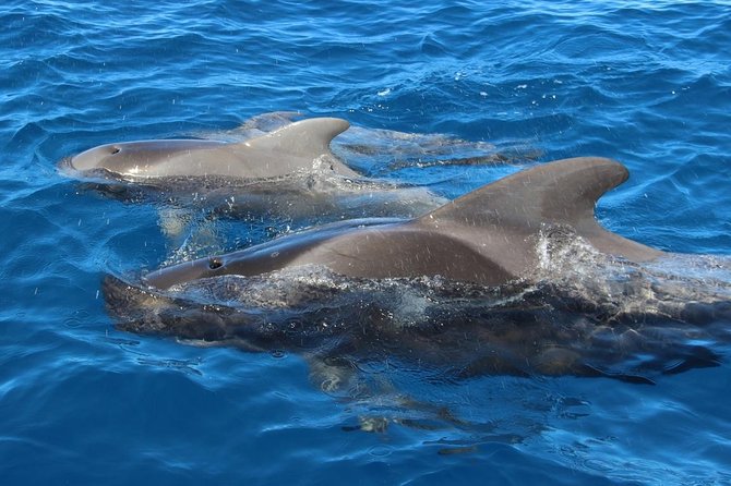 Whale Watching in Tenerife - Diving Into Customer Feedback and Ratings