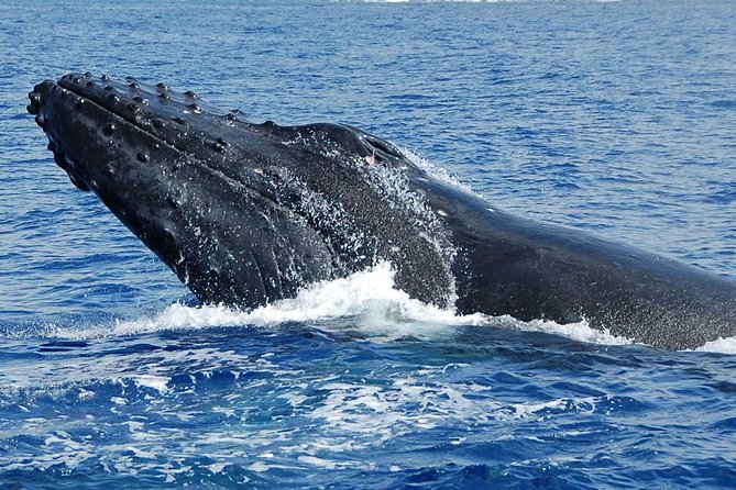 Whale Watching On The Big Island - Viewing Tips for Capturing Whale Behavior