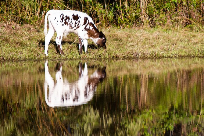Wild Florida Drive-Thru Safari and Gator Park Admission - Additional Activities