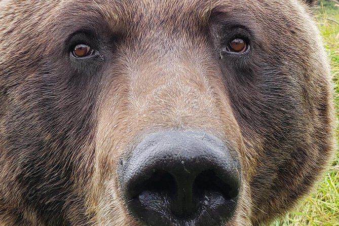 Wilderness, Wildlife, Glacier Experience From Anchorage - Discovering the Chugach National Forest