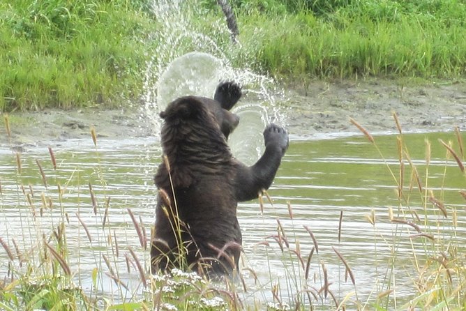Wildlife and Glaciers With a Walk in the Rainforest - Traveler Experiences and Highlights