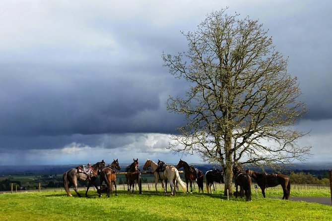 Willamette Valley Wine Tour From Portland (Tasting Fees Included) - Tour Logistics