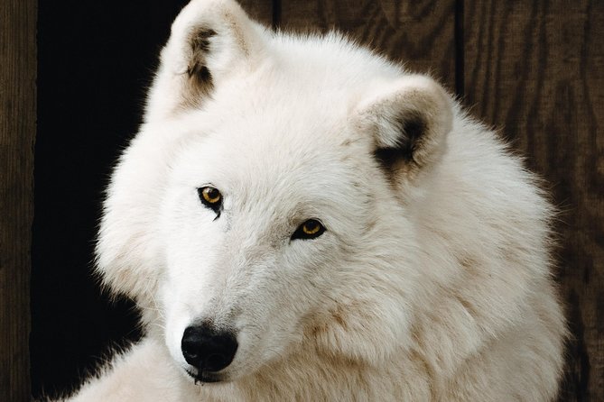 Wolf Experience - Pricing and Cancellation Policy