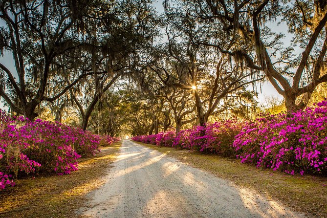 Wormsloe Historic Site & Bonaventure Cemetery Tour From Savannah - Praise for the Knowledgeable Tour Guide