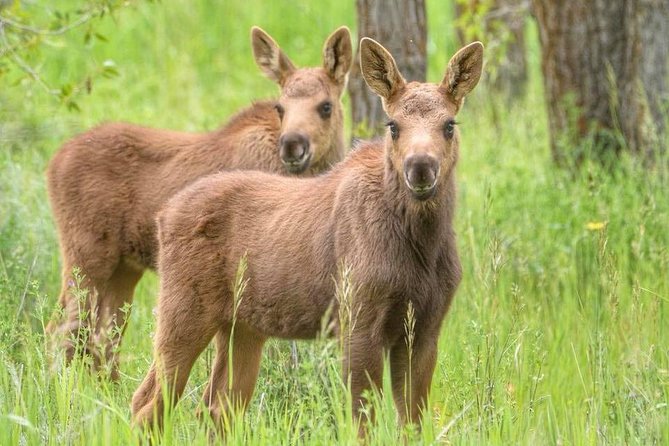 Yellowstone and Grand Teton 4 Day 3 Night Wildlife Adventure - Tour Inclusions, Logistics, and Traveler Feedback