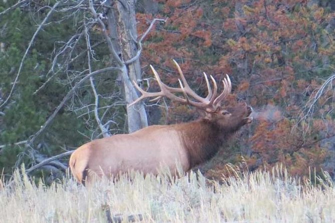 Yellowstone National Park - Full-Day Lower Loop Tour From Jackson - Key Attractions